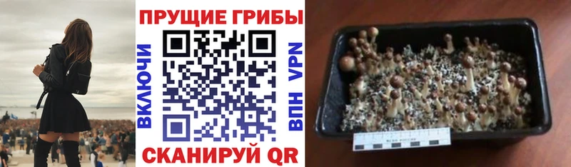 Галлюциногенные грибы Cubensis  цена наркотик  hydra сайт  Кирсанов 